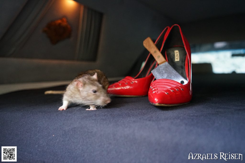 Die Schwierigkeit eine Ratte zu fotografieren