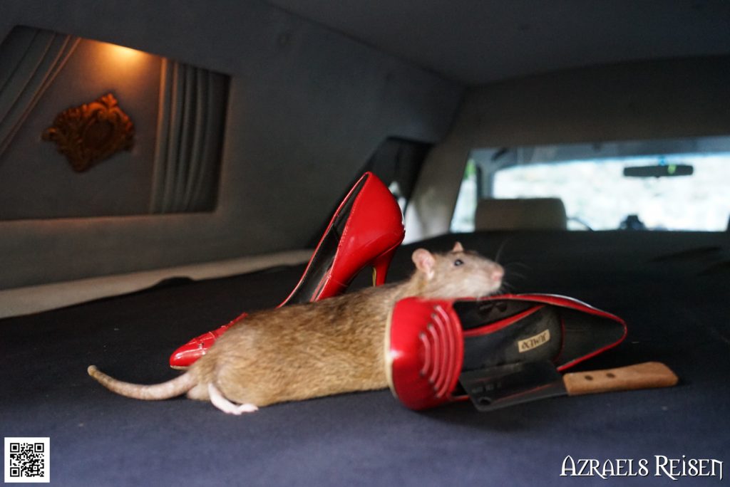 Ratte demontiert die Szene
